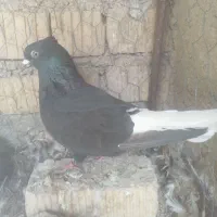 سیاه دمسفید ماده