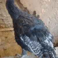 بوقلمون ماده