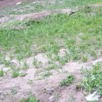 ۳۵ هکتار زمین ۴ سال داده میشه به کسی که برقی کنه|اجارهٔ دفتر صنعتی، کشاورزی، تجاری|ایرانشهر, |دیوار