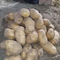 سیب زمینی درشت مخصوص فست فود|خوردنی و آشامیدنی|تهران, جوادیه|دیوار