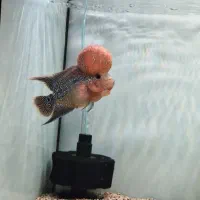 آکواریوم و ماهی فلاور