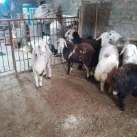 بره نر|حیوانات مزرعه|زاغه, |دیوار