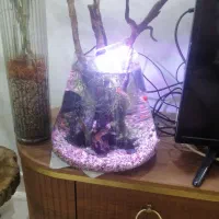 تنگ بزرگ ماهی