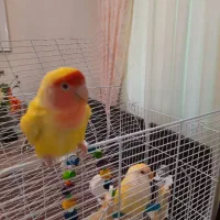 کوتوله برزیلی|پرنده|بندر انزلی, تهران|دیوار