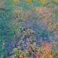 نهال توت فرنگی سابرینا نی ۱۳ تومان