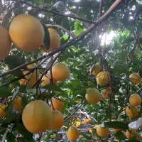 پرتغال تامسون