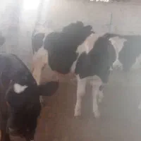 4عدد گوساله 3جوانه 1تلیسه|حیوانات مزرعه|تربت جام, میان جام|دیوار