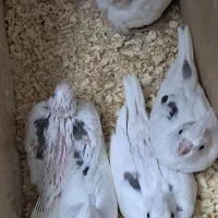 عروس هلندی جوجه آلبینو