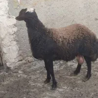 بر نر|حیوانات مزرعه|شراء, |دیوار