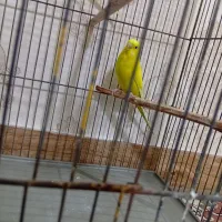 جفت مرغ عشق مولد