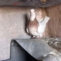 طوقی ماده زات زرین خالدار|پرنده|جوین, |دیوار