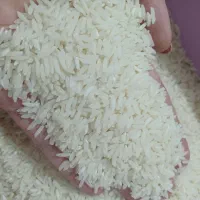 برنج هاشمی دانه درشت آستانه اشرفیه