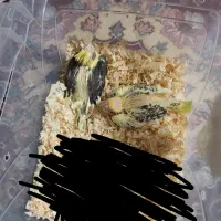 لوتینو دوکت جوجه