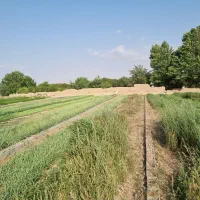 زمین کشاورزی روستای خداقلی مناسب باغ و کارگاه و...|فروش زمین و ملک کلنگی|بجنورد, |دیوار