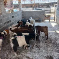 ۱۴راس کهره نر ۱۰راس ماده