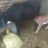 گاو