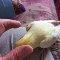 عروس هلندی لوتینوزعفرانی  ماده بالغ|پرنده|مشهد, ادیب نیشابوری (شهرک غرب)|دیوار