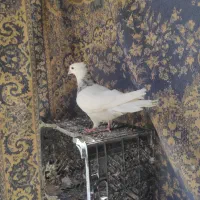 طوقی|پرنده|دهاقان, |دیوار