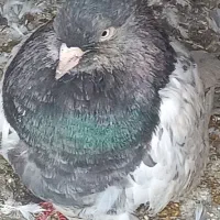 کبوتر کله وساده