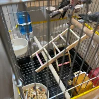 عروس هلندی|پرنده|هشتگرد, شهرک کوثر|دیوار