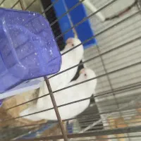 کوتوله برزیلی و عروس مولد|پرنده|بندر ماهشهر, |دیوار