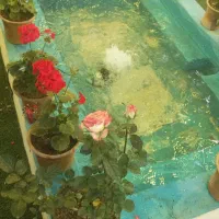 صرف غذا در محیطی زیبا با قیمت مناسب|خدمات پذیرایی، مراسم|مرودشت, استادیوم‎|دیوار