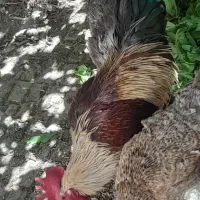 مرغ خروس محلی