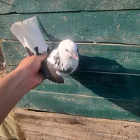 کبوتر نر اث|پرنده|احمدسرگوراب, |دیوار