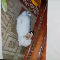 گمشده|حیوانات|سنندج, |دیوار