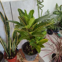 انواع گلهای طبیعی،گلخانه ای واپارتمانی|خدمات باغبانی و درختکاری|داراب, |دیوار