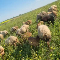 12راس گوسفند جوان