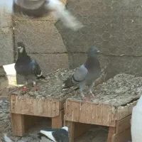 پلاکی|پرنده|بندرعباس, |دیوار