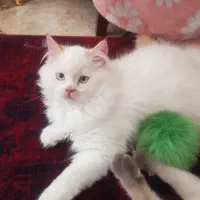 گربه ملوس|گربه|زابل, |دیوار