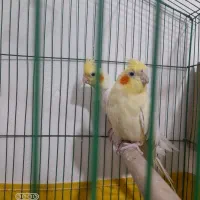 عروس هلندی|پرنده|رامشیر, |دیوار