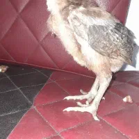 جوجه لاری اصیل ۳۵ روزه|حیوانات مزرعه|کلاچای, |دیوار