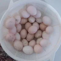 تخم مرغ گلین نطفه دار محلی تازه