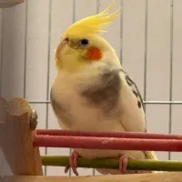 پرنده طوطی عروس هلندی سخنگو دلبندم گمشده|پرنده|ساری, |دیوار