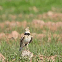 جوجه سره خاکی