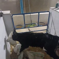 گاو گوساله تلیسه|حیوانات مزرعه|تربت جام, یحیی آباد|دیوار