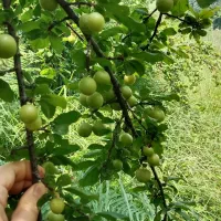 فروش خانه روستایی وحیاط وباغ|فروش زمین و ملک کلنگی|احمدسرگوراب, |دیوار