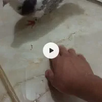 کبوتر