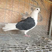 نر دوکت پرشی|پرنده|اصفهان, شاهد|دیوار