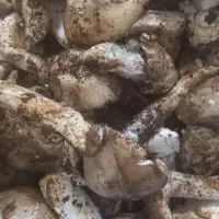 قارچ کوهی|خوردنی و آشامیدنی|مهران (ایلام), |دیوار