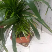 معاوضه پاندانوس بزرگ پاجوش دارچند شاخه با بنجامین|گل و گیاه طبیعی|تهران, افسریه جنوبی|دیوار