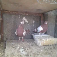 پرنده سار کربلایی کفتر