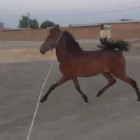 درهشور ۳ سال