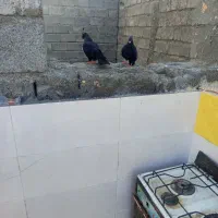 کفتر|پرنده|رودان, |دیوار