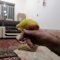 طوطی برزیلی.