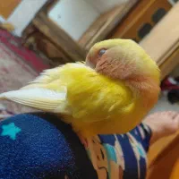 کتوله دستی اروم با هوش و شیطون|پرنده|نیشابور, شهرک قدس|دیوار