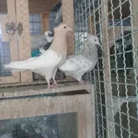 سینه سبز و سوسنی و سینه سرور